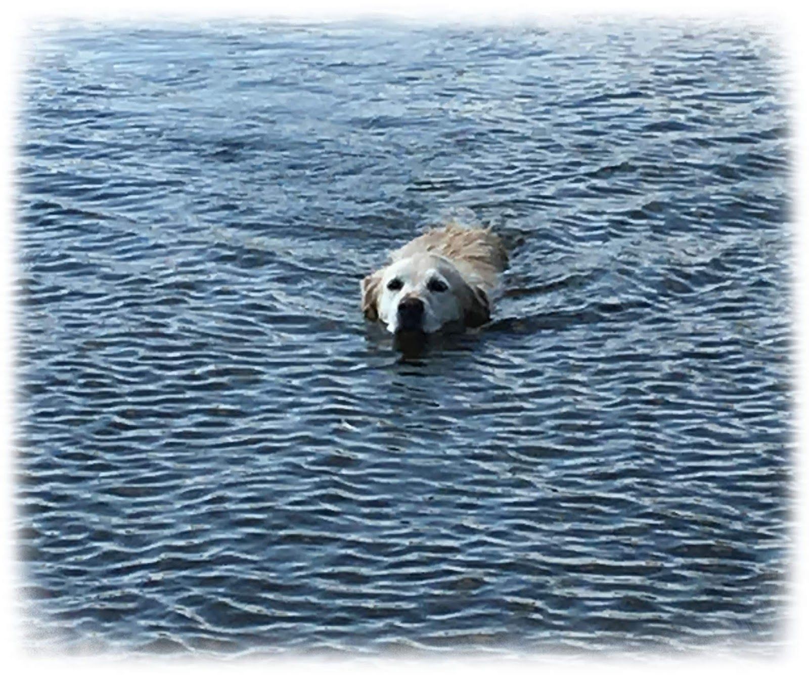 Amy, unsere Golden Retriever Dame