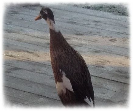 Ente gut - alles gut!