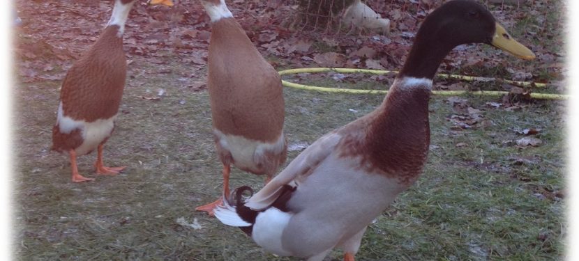 Ducktales Ducktales