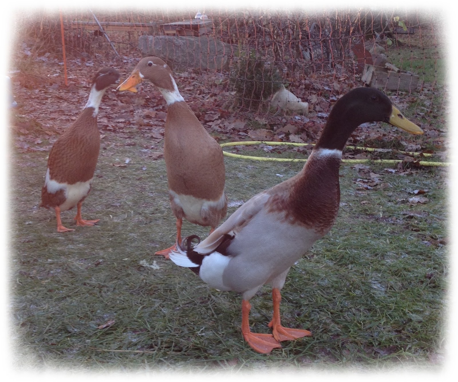 Ducktales