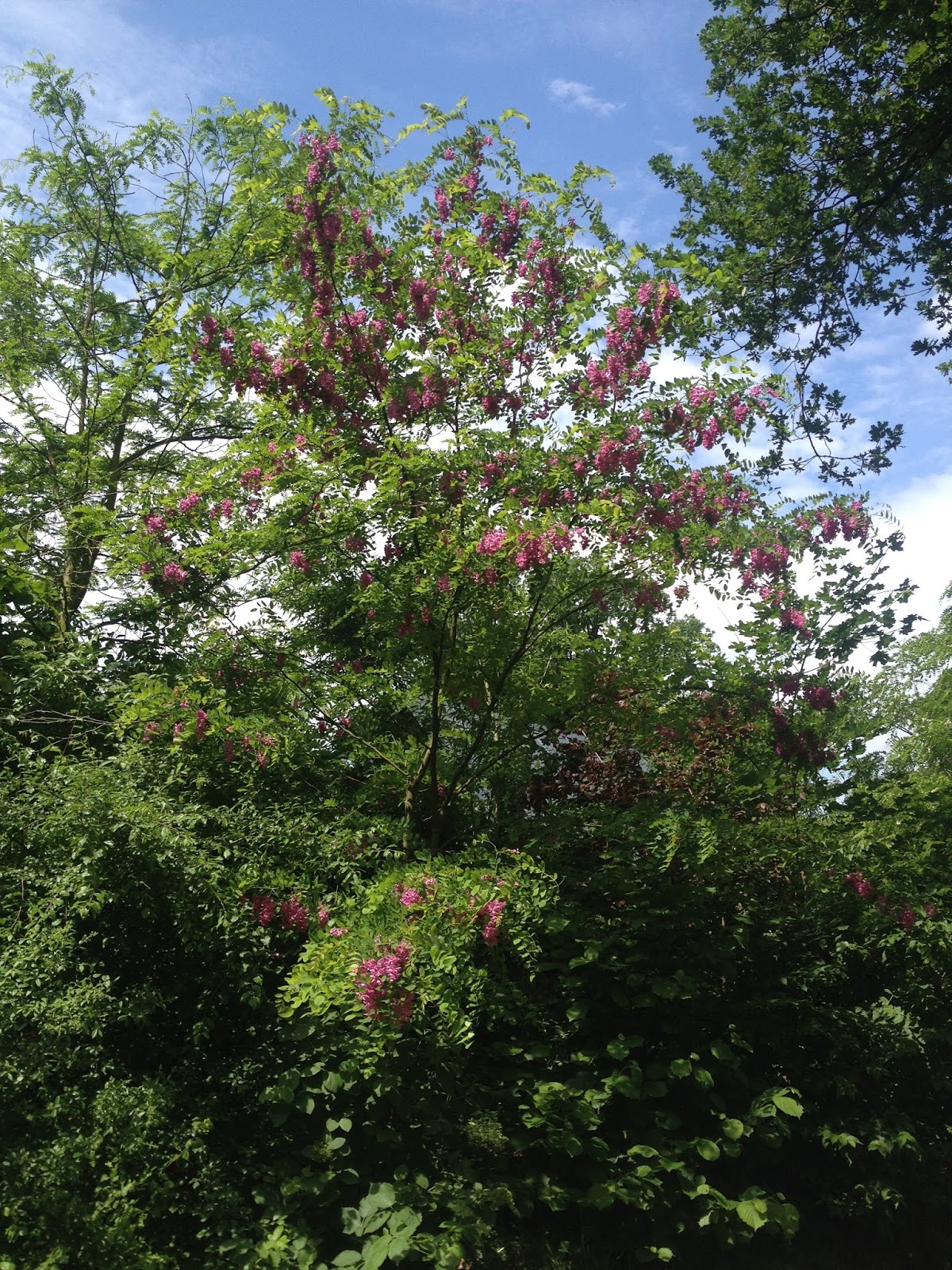 Sommer im Mai