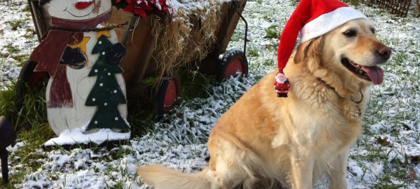 Der erste Schnee in diesem Jahr