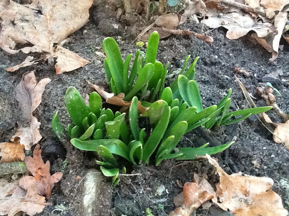 Frühlingserwachen