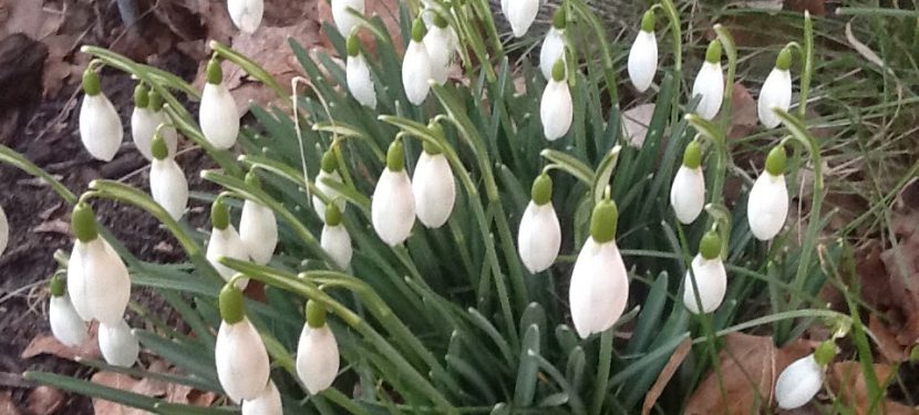 Frühlingserwachen Frühlingserwachen