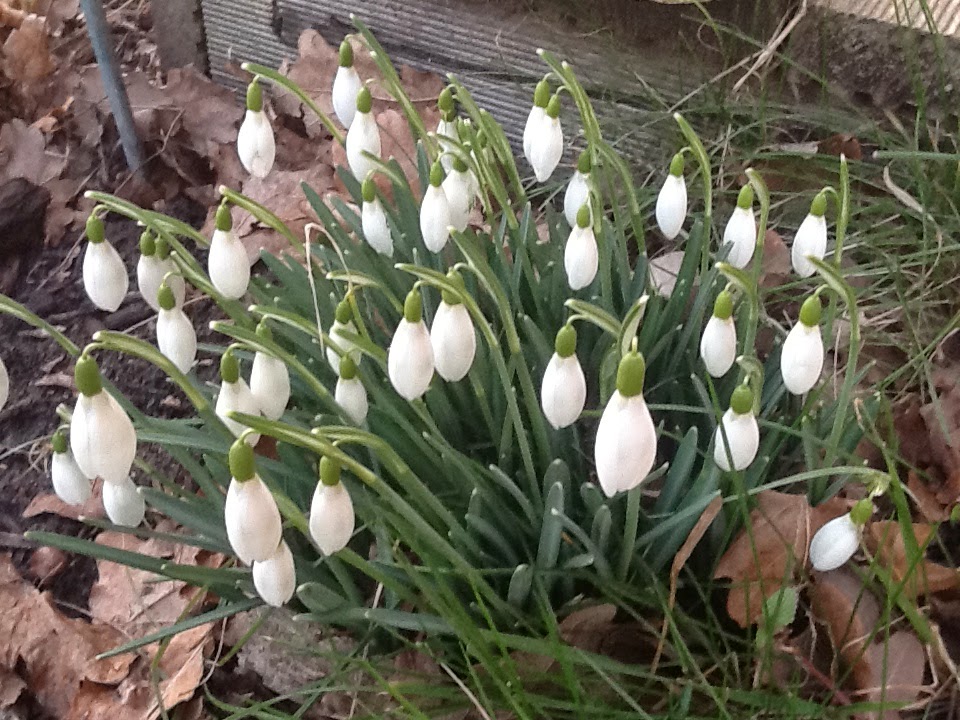 Frühlingserwachen