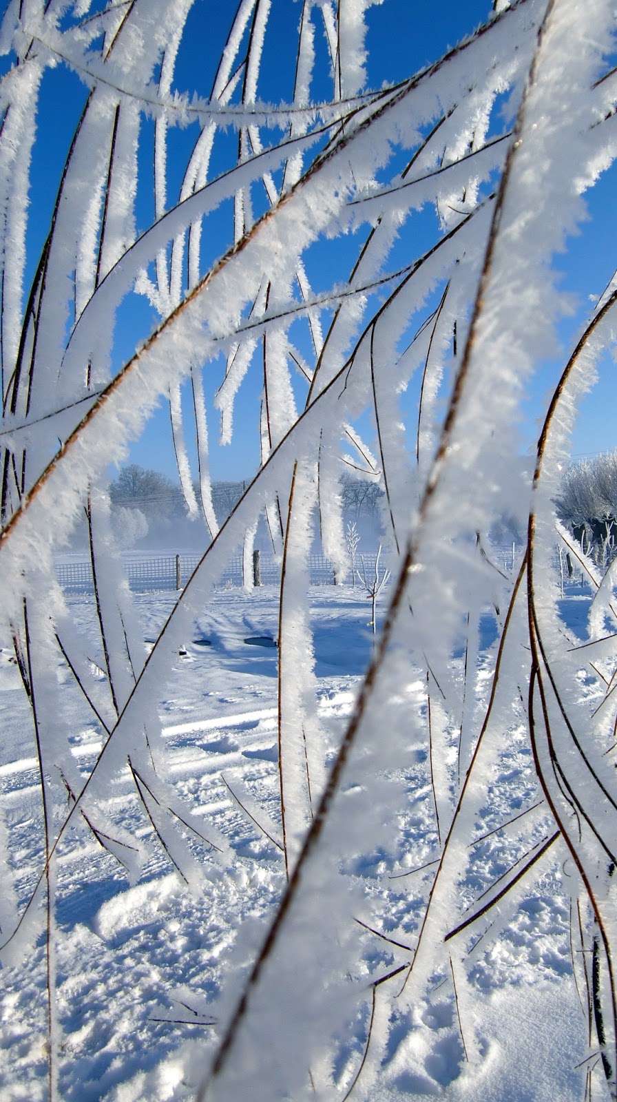 WINTER WONDER LAND