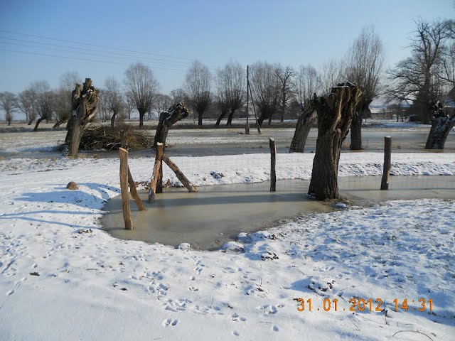 alte Weiden